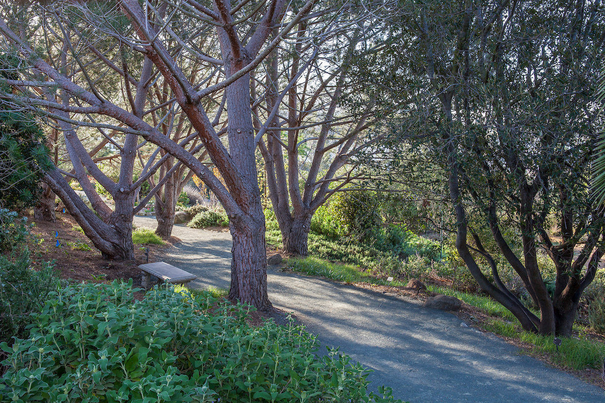 Mediterranean Garden