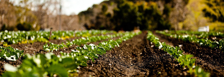 Picture Of Crops