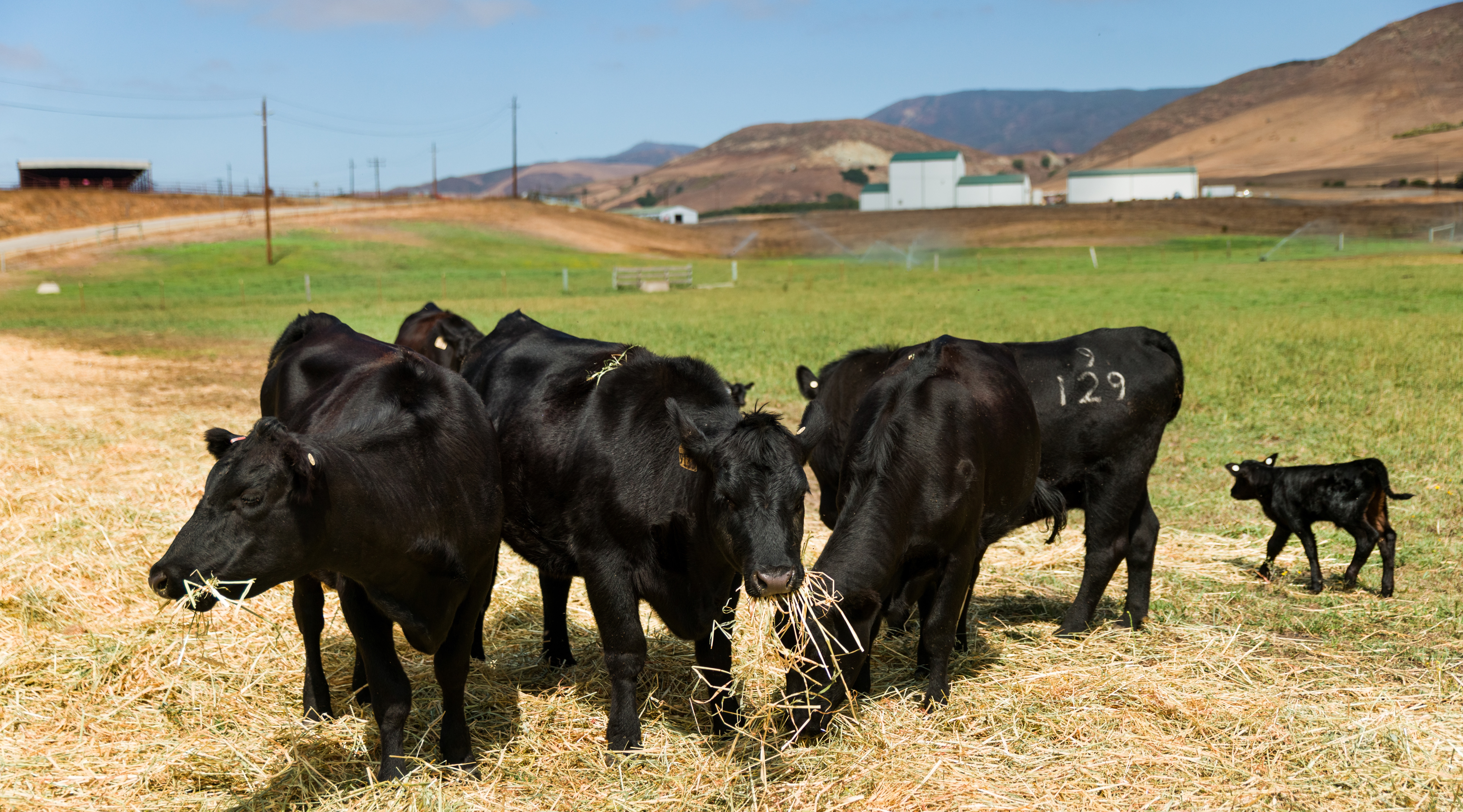 Photograph of cows eating