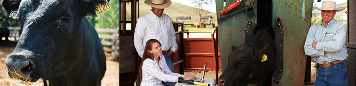 Photograph of bull and students working at the Beef Cattle Evaluation Center