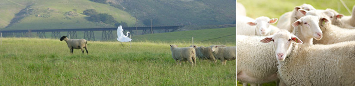 Photograph of sheep in a field