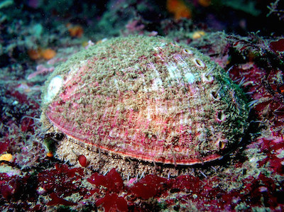 An Abalone with algae on it