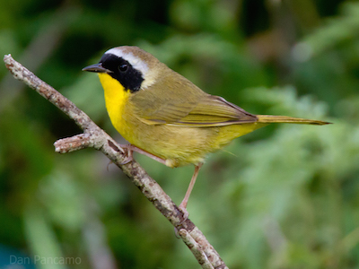 A Yellowthroat bird on a stick