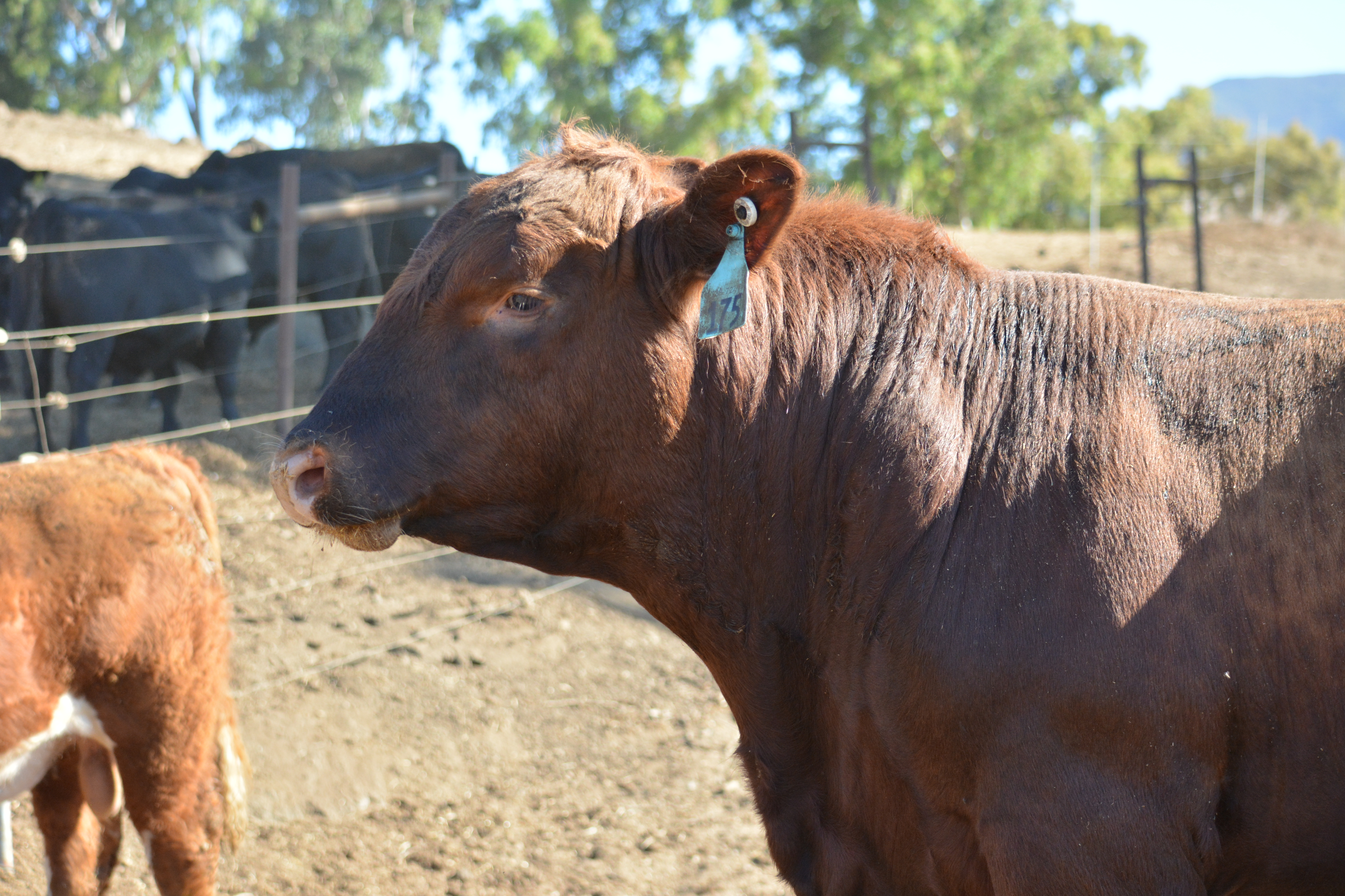 Participation - Animal Science | Bull Test - Cal Poly, San Luis Obispo