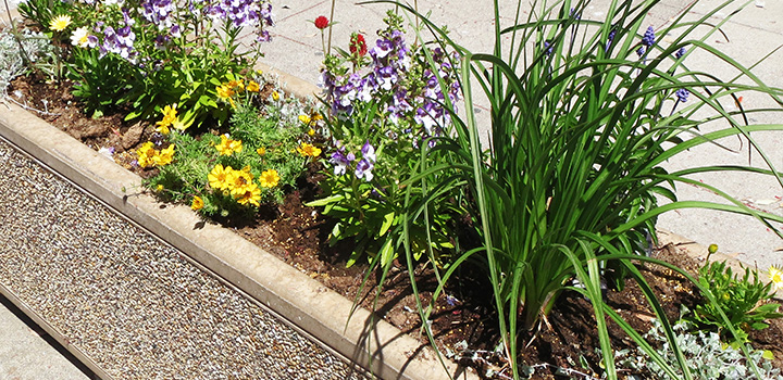 Beautifying City Streetscapes College Of Agriculture Food And Environmental Sciences Cal Poly San Luis Obispo