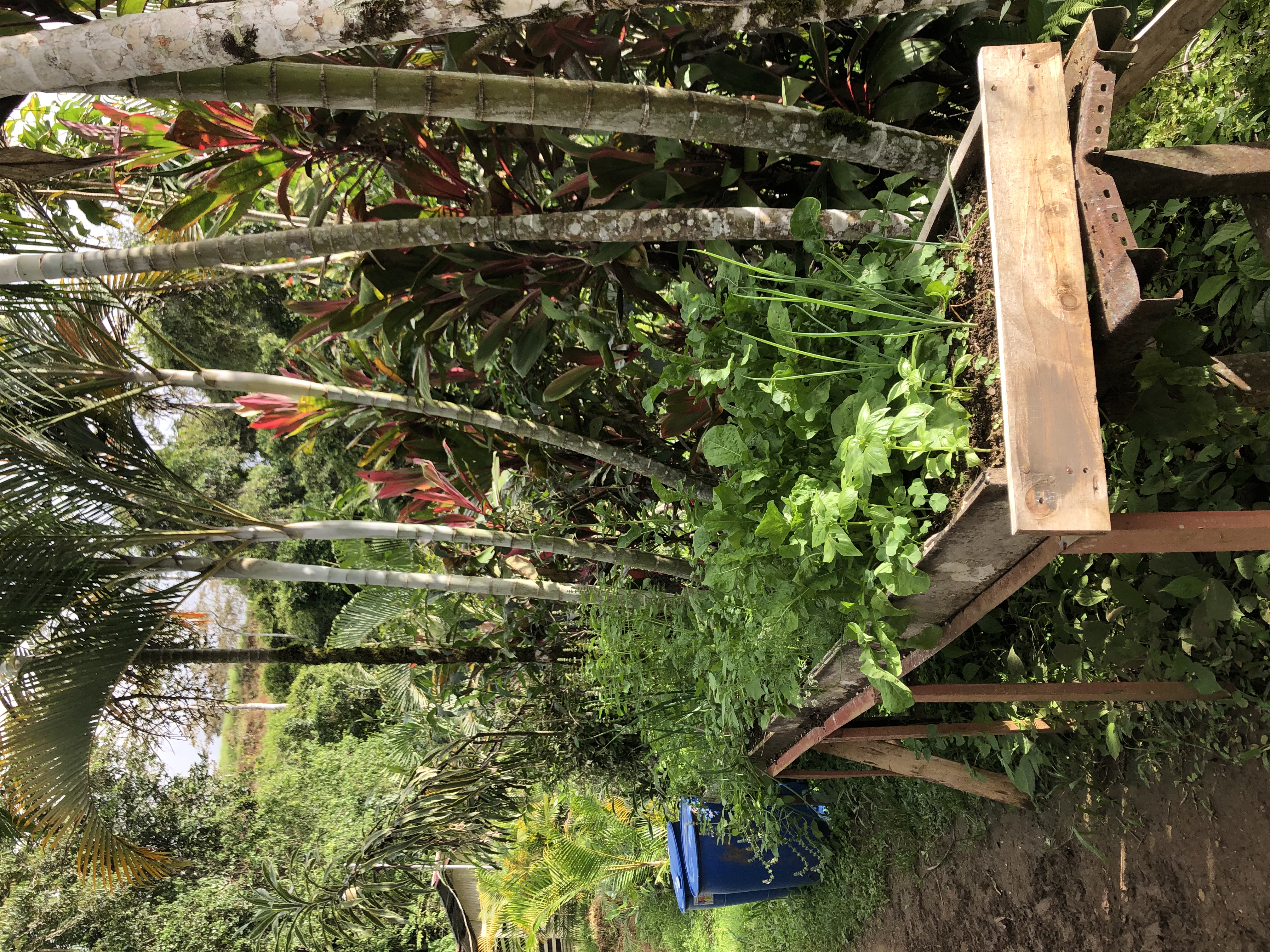 A Costa Rican garden