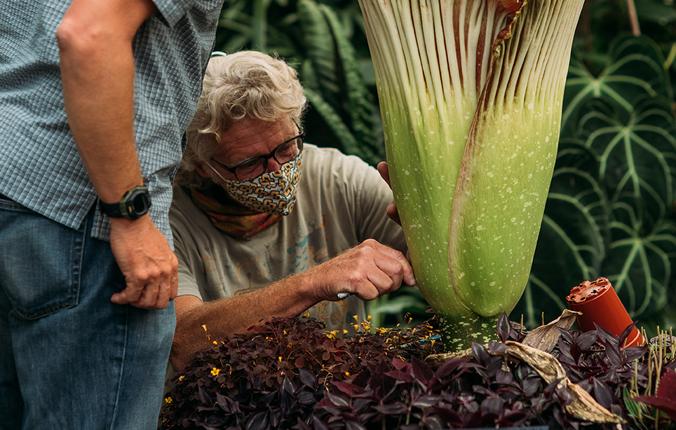 Cal Poly botanists pollinating Musty