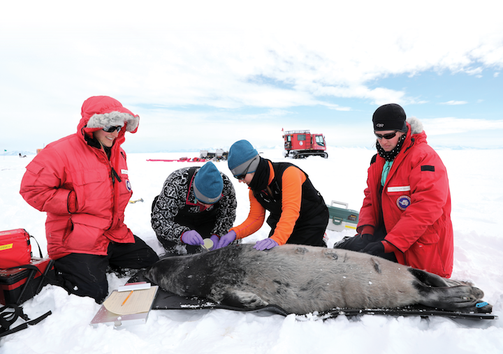 Cal Poly researchers attach a VHF radio tag to a Weddell seal pup in McMurdo Sound, Antarctica.