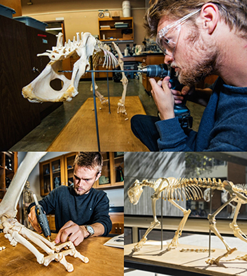 Photo collage shows Brandown Rowley working on tiger skeleton