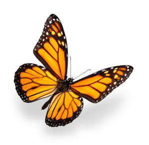 Monarch Butterfly