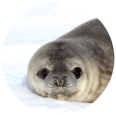 Fluffy baby seal with large black eyes.