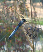 marked dragonfly