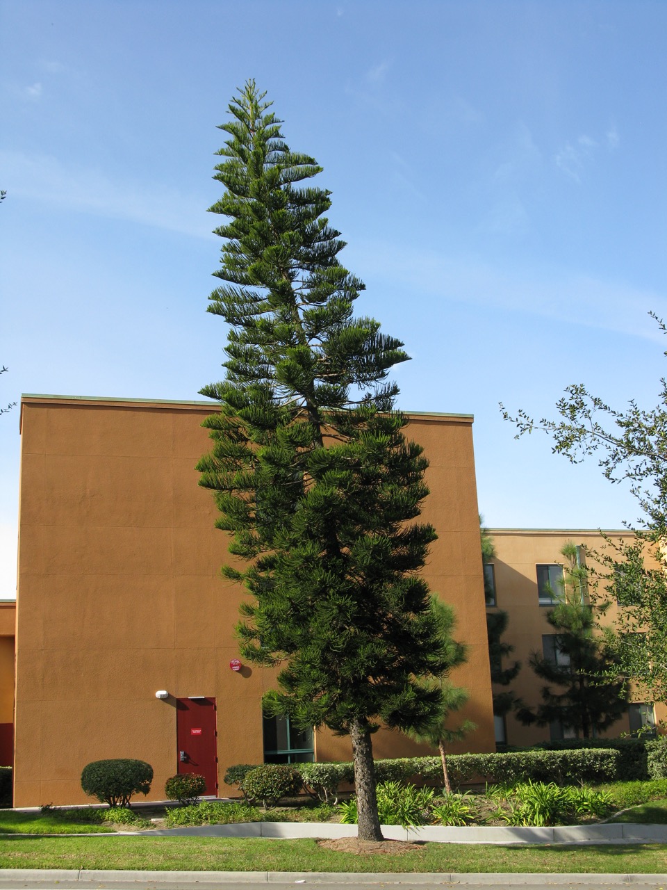 These trees always lean toward the equator