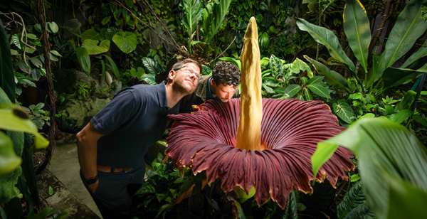 Cal Poly's Matt Ritter and Gage Willey with corpse flower in Plant Conservatory