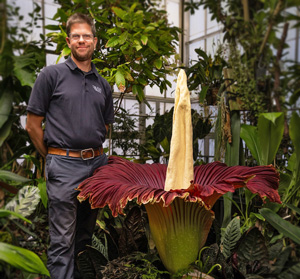 Matt Ritter with corpse flower in the Cal Poly Plant Conservatory