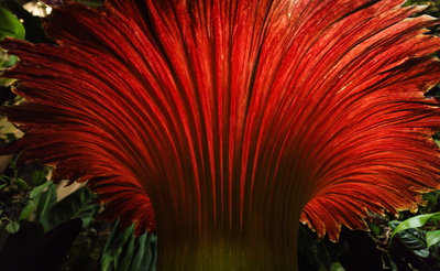 Corpse Flower, Titan arum, in the Cal Poly Plant Conservatory