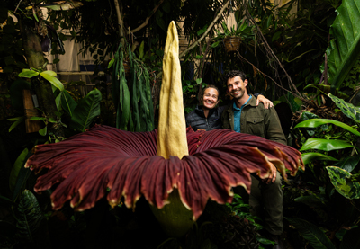 Corpse Flower, Titan arum, in the Cal Poly Plant Conservatory