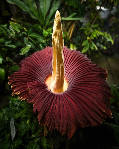 Corpse Flower, Titan arum, in the Cal Poly Plant Conservatory