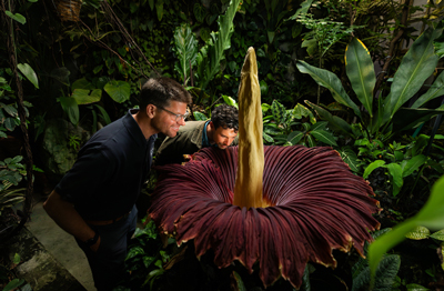 Corpse Flower, Titan arum, in the Cal Poly Plant Conservatory