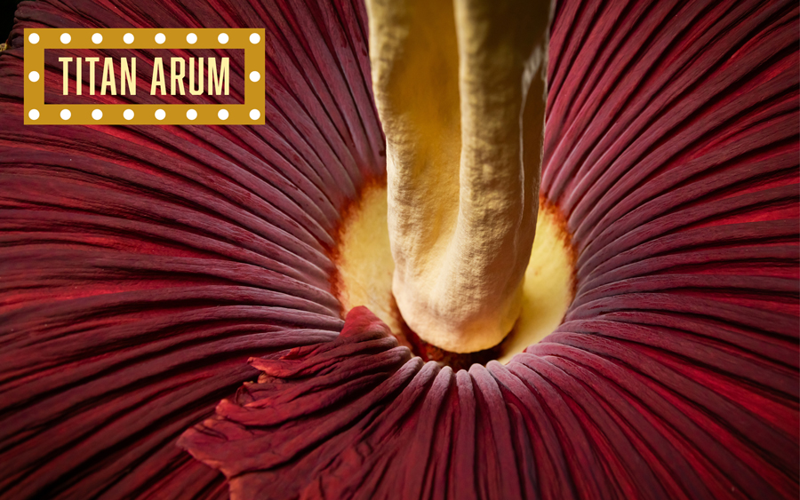 Cal Poly Corpse Flower, Titan arum