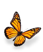 Monarch Butterfly