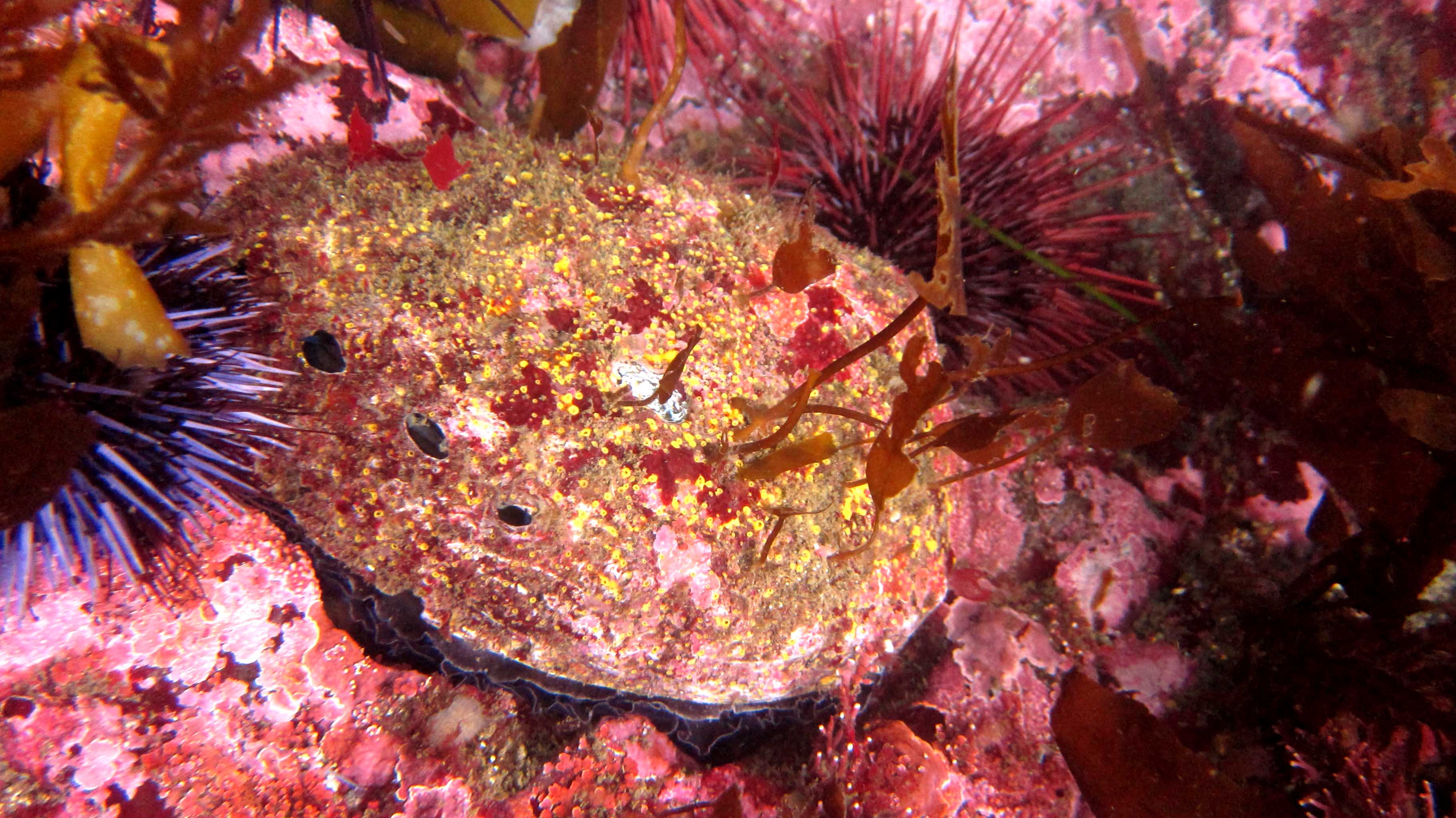 Image. Red abalone. While red abalone were once abundant throughout California, they have long been in decline due to overfishing and environmental changes.