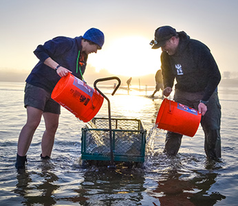 Students wading in the ocean pouring sea water from orange buckets into a mesh wagon at sunset