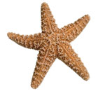 Starfish