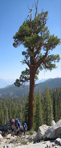 Tree and hikers