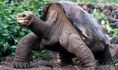 Lonesome George, the tortoise