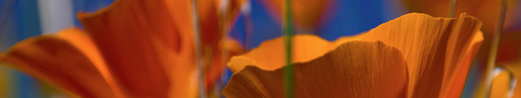 California Poppy at Montana de Oro