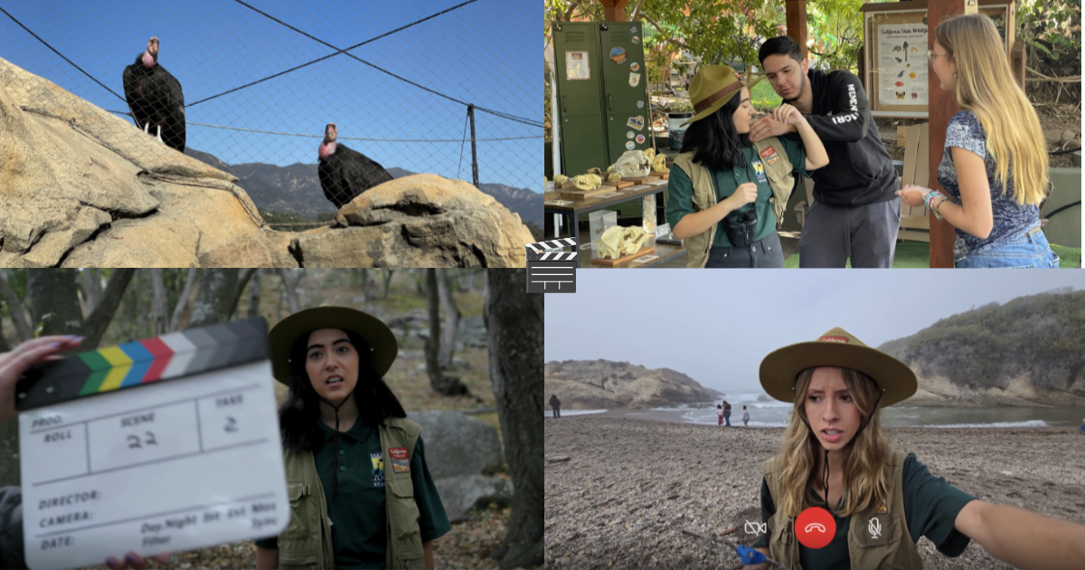 Zoo collage
