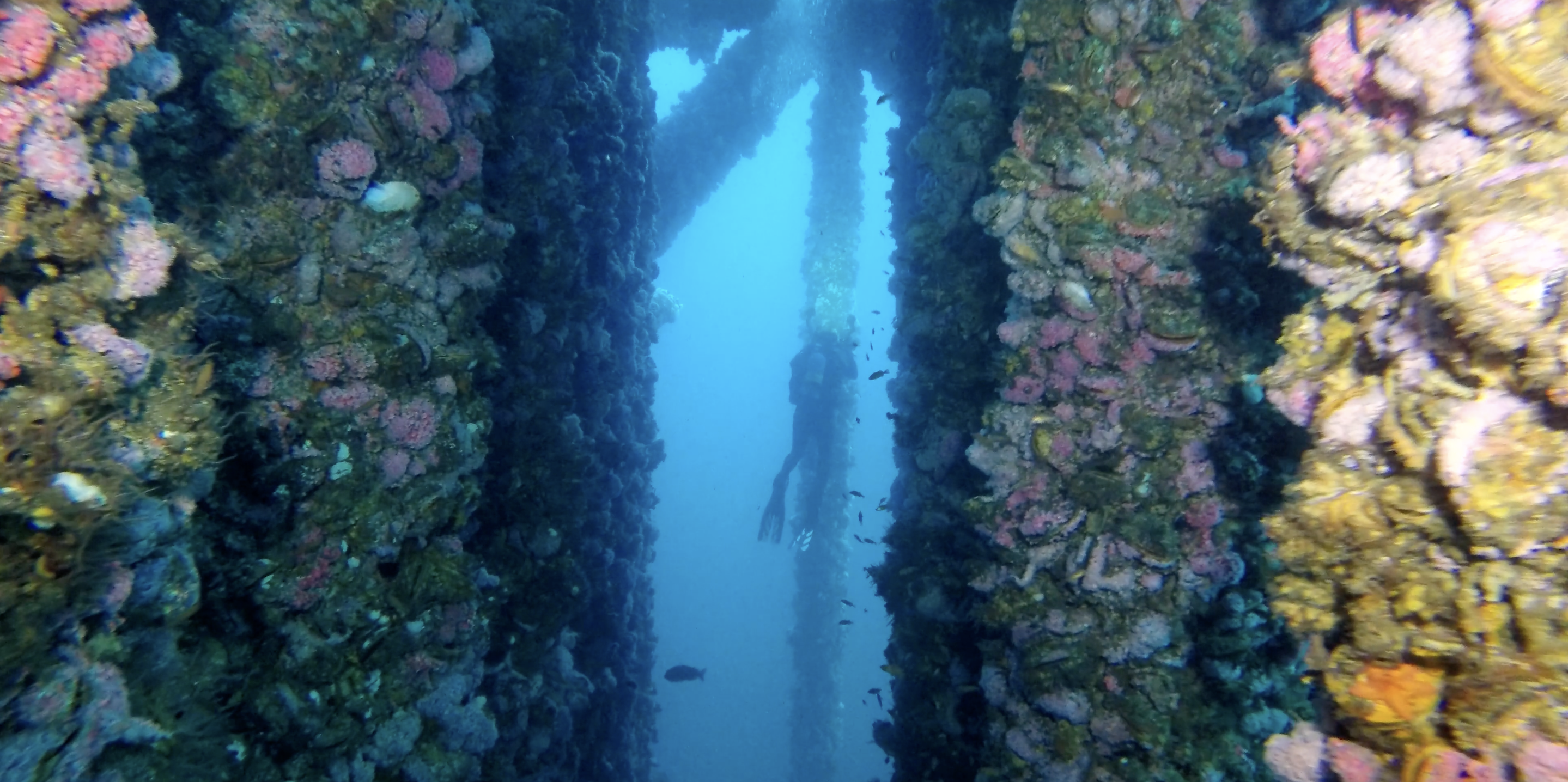 LAES students, faculty, and partners are spearheading ongoing research and immersive media creation to raise awareness for the artificial reefs created by the oil rigs off the coast of Santa Barbara.
