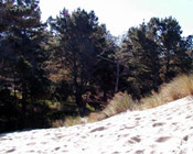 Oceano Campground Sand Dunes