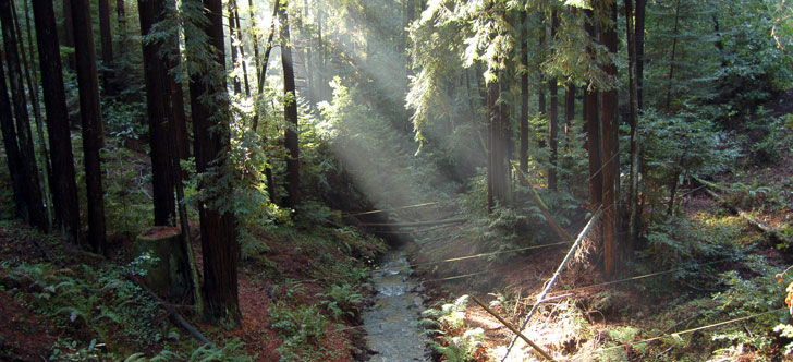 Little Creek Forest