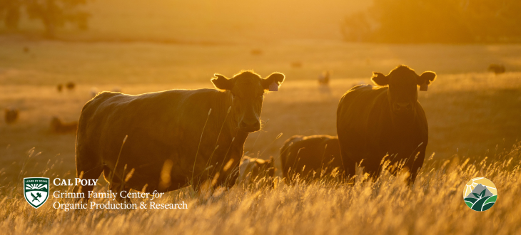 Cows with GFCOPR logos