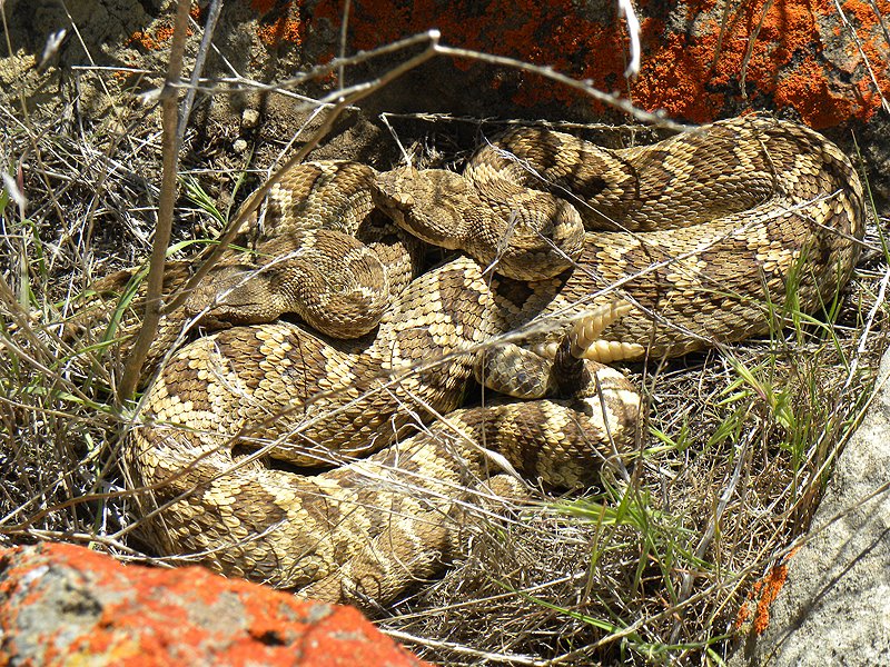 Rattlesnakes Courting