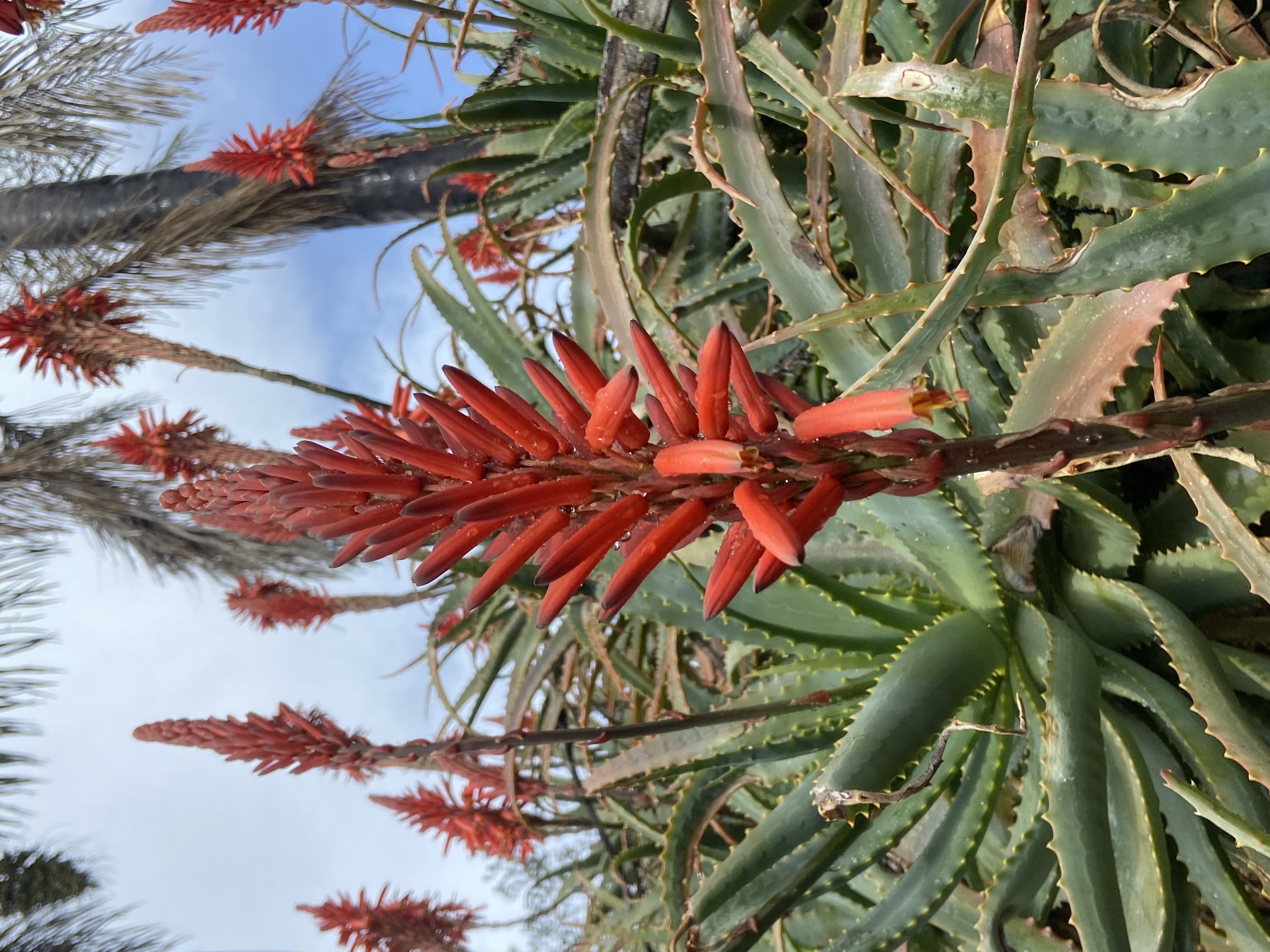 palm and aloe garden