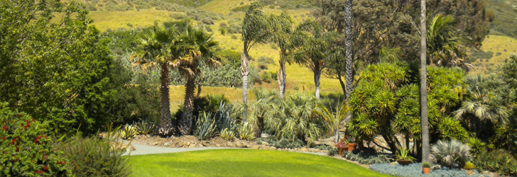 Picture Of Palm Trees