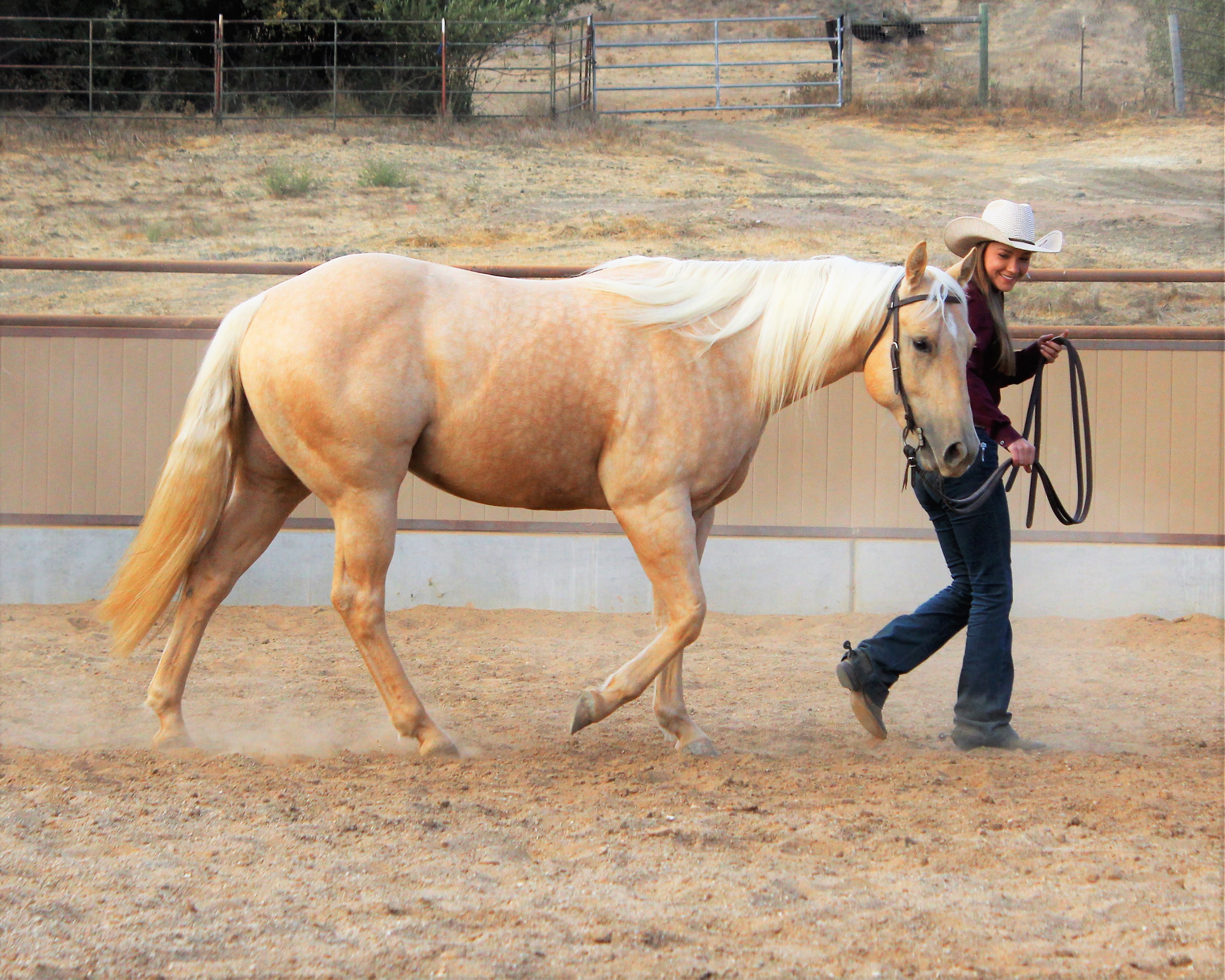 Performance Quarter Horses for Sale Performance Horse Sales Cal