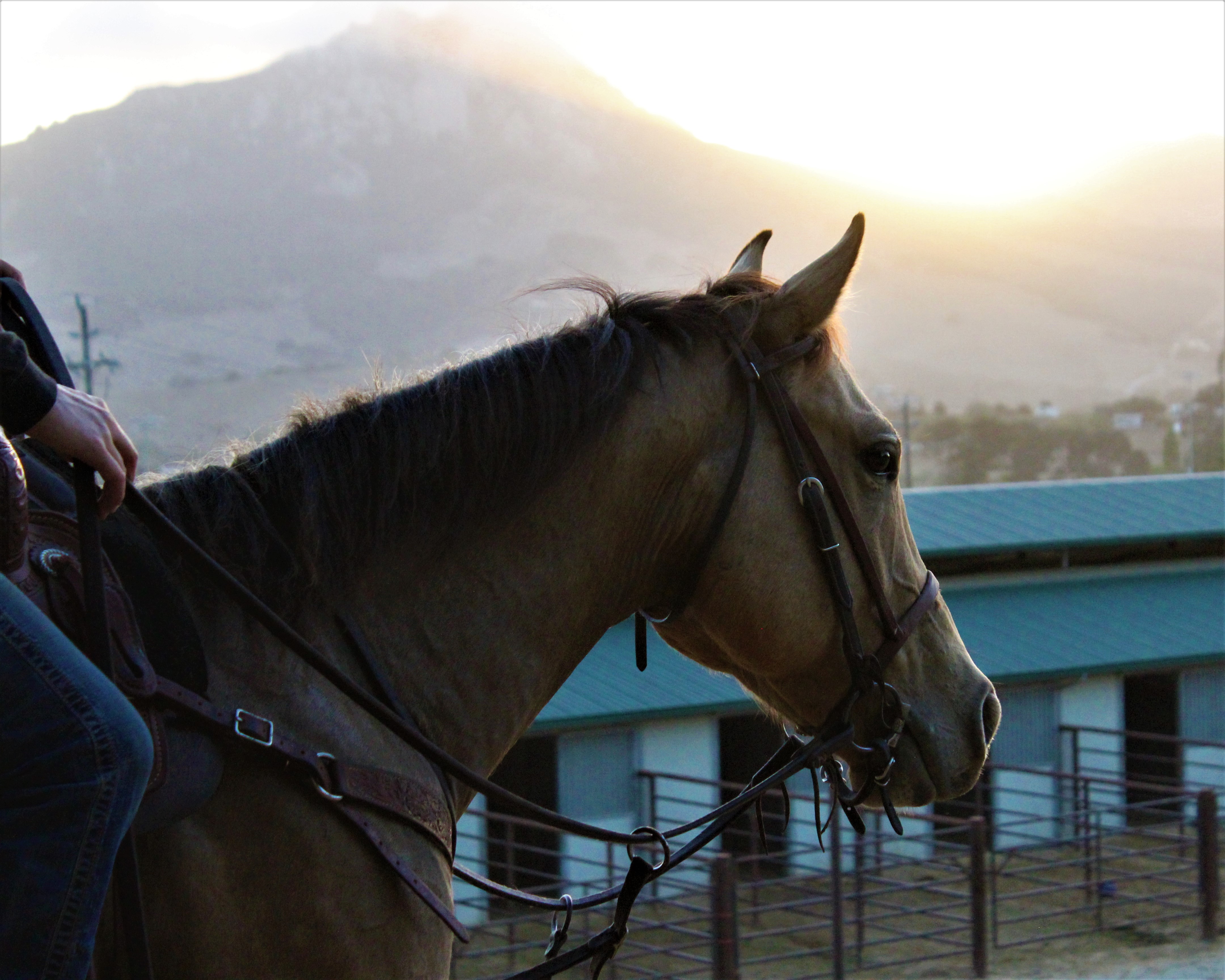 Performance Quarter Horses for Sale Performance Horse Sales Cal