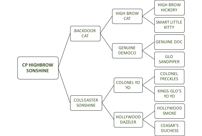 CP Highbrow Sonshine Pedigree