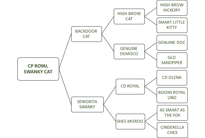 CP Royal Swanky Cat Pedigree
