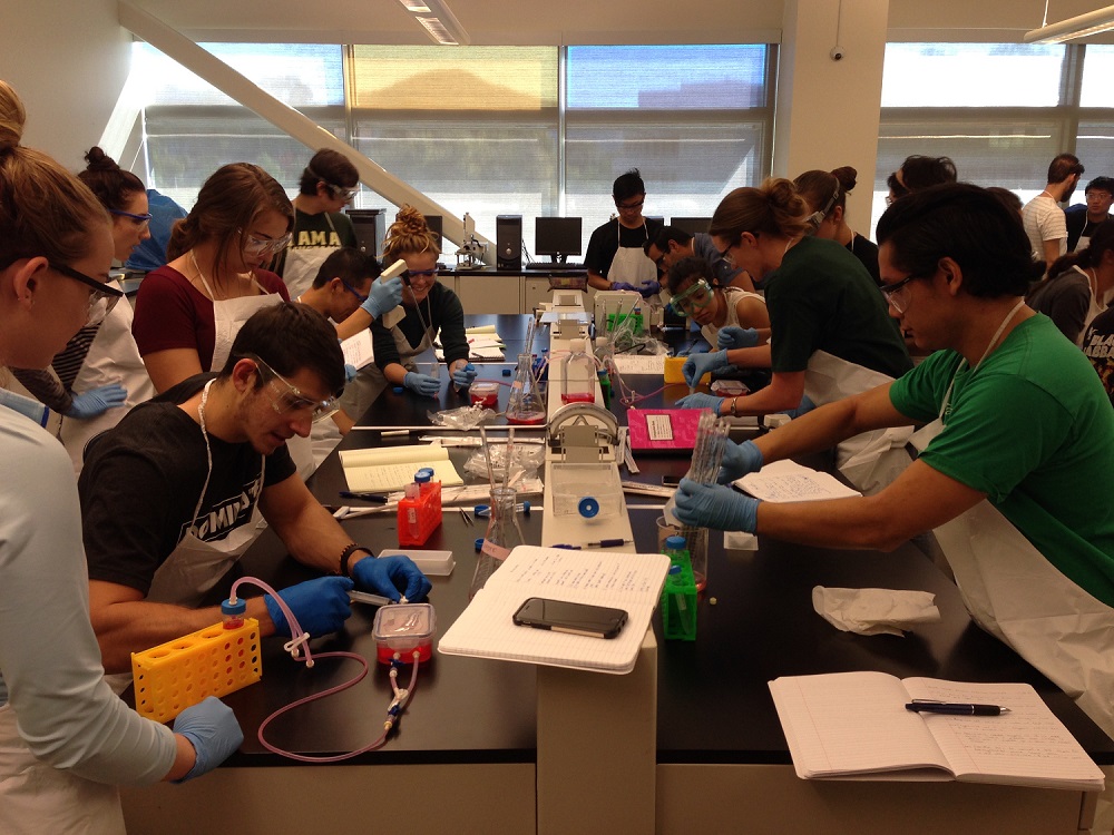 Students working in lab