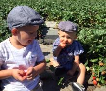 Children enjoying fresh berries out in the Cal Poly U-Pick Field Children enjoying fresh berries Saturday