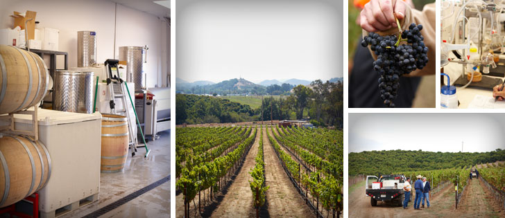 Collage of vineyards, grapes, and processing equipment